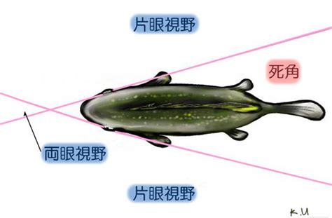 魚的視野|魚眼の構造と機能